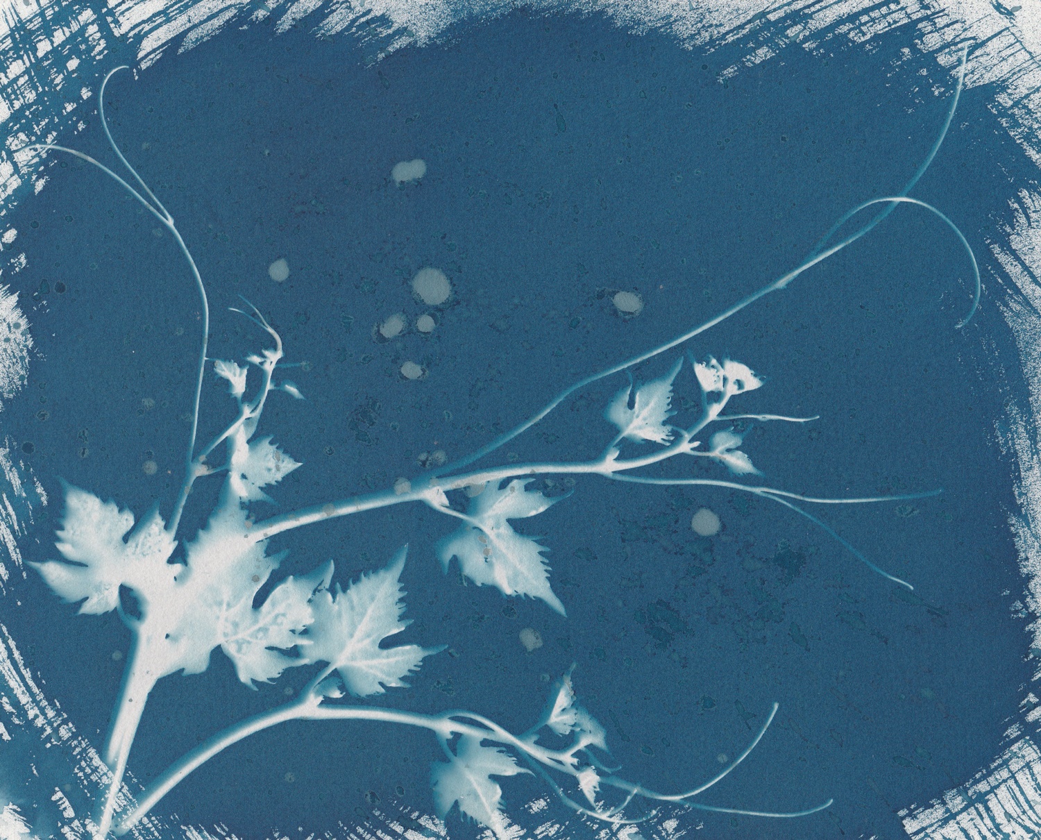 Photogramme cyanotype